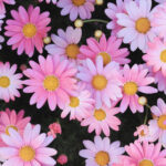 「子どもと交わした約束」